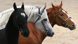 Лошади 17 пород!  ПАРАД ПОРОД #ИППОсфера 2019 конная выставка /Породы лошадей #ПарадПород #Лошади