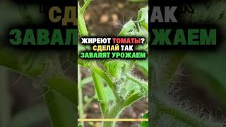 Жиреют томаты? Сделай так завалят урожаем #дача #секреты #огород #сад #рассада #урожай #томаты