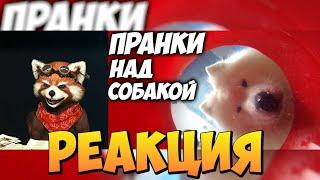 5 ПРАНКОВ НАД СОБАКОЙ | реакция RED Пандыч | @YFrostA