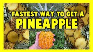 How to Grow Pineapple | Fast  Growing Pineapples