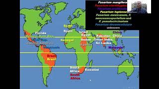 Incidencia y Gestión de la Escoba de Bruja en Mangos