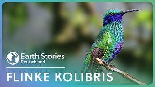 Kolibris: An der Grenze des Möglichen | Doku | Earth Stories Deutschland