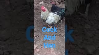 #shortsvideo #birds #henchicken #aseelmurga #mspetsvlogs #shortsfeed #shortsviral#shorts#videoviral