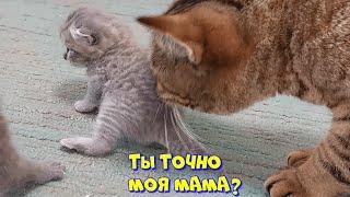 Эй,полегче бро.Приколы с кошками.
