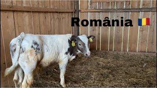 Realitatea vieții la țară// Slow living in Romania