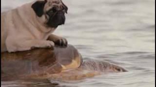 Milo & Otis - Otis rides a turtle to shore