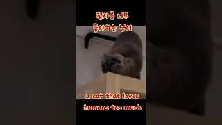 집사를 너무 좋아하는 냥이 I love Batular️ #고양이 #집사#귀여운고양이 #주부브이로그 #일상브이로그