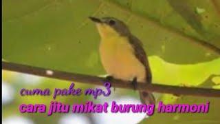 Cara jitu mikat burung remetuk/harmoni .di jamin ampuh