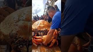 big crab caught  #fishing #deepsea #deepocean #ai #seafood #deepseafishing #crab #pacificocean