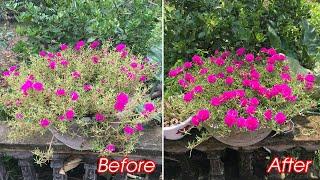 Your portulaca flower pot has few flowers and is barren, let's do it this way