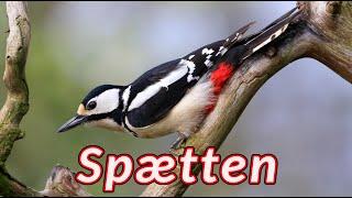 Spætten - lyden af ​​en spætte