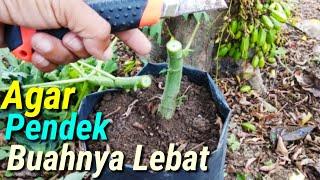 Trik Membuat Pepaya Pendek Berbuah Banyak