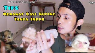 CARA MERAWAT ANAK KUCING TANPA INDUK - tips merawat bayi kucing tanpa induk