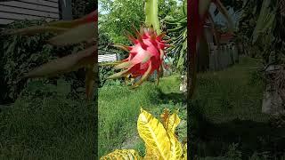 Ganda ng pagkahino ng #dragonfruit||SuperNORYang