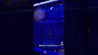 Majestic Aquariums
