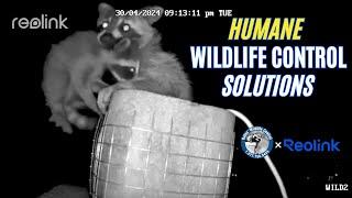 Humane Wildlife Control Solutions: Gates Wildlife x Reolink