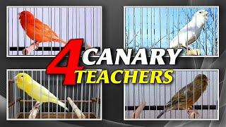 The Best CANARY Teachers 12h Training Song