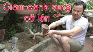 Cách giâm cành cây sung cỡ lớn đơn giản - thành công