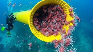 Florida Man's Released Pet Fish Changed the Ocean Forever