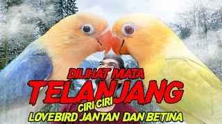 MEMBEDAKAN LOVEBIRD JANTAN DAN BETI NA