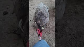 Sound of a Male Muscovy Duck