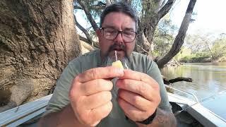 Murray cod fishing hack, How to stop the cheese falling off the hook