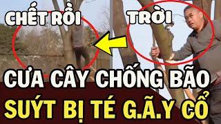 Hy hữu: Người đàn ông RƠI TỪ ĐỘ CAO 10 MÉT vì LƠ LÀ trong lúc CHẶT CÂY tránh bão l Pin Top Độc Lạ