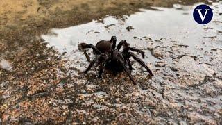 Miles de arañas gigantes invaden las casas tras las inundaciones en Australia