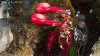 MANTIS MURDER SHRIMP (Slow Motion) - Smarter Every Day 121