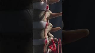 The Hidden Nerve Network Controlling Your Pelvis! #facts #anatomy #doctor