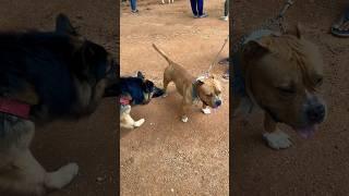 Pitbull vs German Shepherd