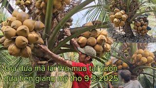 Giá dừa mã lai thu mua tại vườn dừa tiền giang mỹ tho 9-3-2025