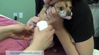 Applying a splint on a fracture of the distal radius and ulna in a small dog