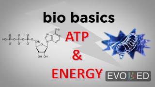 Bio Basics - How Does ATP Provide Energy in Our Cells?