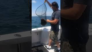  CLICK HERE for more Big Ol Flatty (Fluke / Flounder Fishing) #Shorts