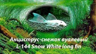 Анциструс-снежок вуалевый / L-144 Snow White long fin