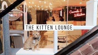 The Kitten Lounge Experience from Crumbs and Whiskers | Danica and Victoria