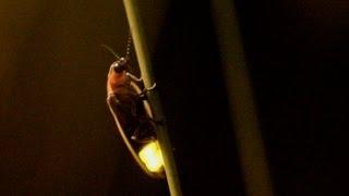 Nature's fireworks: glowing fireflies lighting up Utah