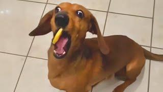 Unexpected Laugh with these Funny Dogs - Best Funniest Dog Videos of The Year