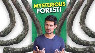 The Mysterious Crooked Forest of Poland! #shorts