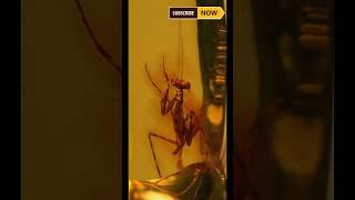 The 30-Million-Year-Old Mantis Trapped in Amber!#facts #ancient #history #nature#usashorts #animals