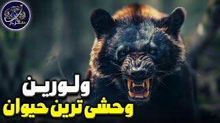 ولورین یا دله، وحشی ترین و نترس ترین حیوان زمین