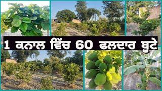 1 ਕਨਾਲ ਵਿੱਚ ਹਰ ਤਰ੍ਹਾਂ ਦੇ ਫਲਦਾਰ ਬੂਟੇ   mix orchard / nutritional garden @KISAANTV