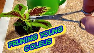 Coleus Growing tips-When & How to start Pruning