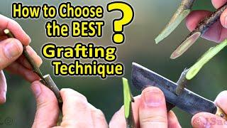 Best Grafting Techniques | WHICH Grafting Technique should I CHOOSE, when grafting fruit trees?
