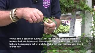 How to take softwood cuttings part 2