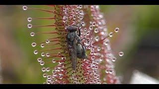 Best of Sundew Timelapses Compilation