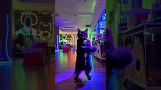 Hype Cat Can’t Stop Dancing!  #cat #cats #DancingCat #Shorts #AIArt #Trending