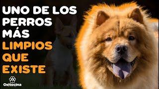 CHOW CHOW: 9 COSAS que debes saber