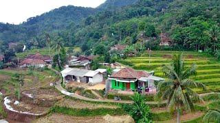 I swear! This is the most beautiful, most fertile village in West Java, rural South Subang